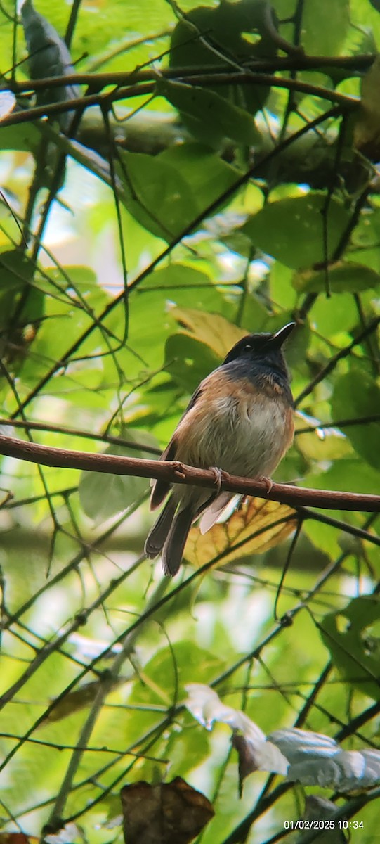 Blue-breasted Blue Flycatcher - ML629539968