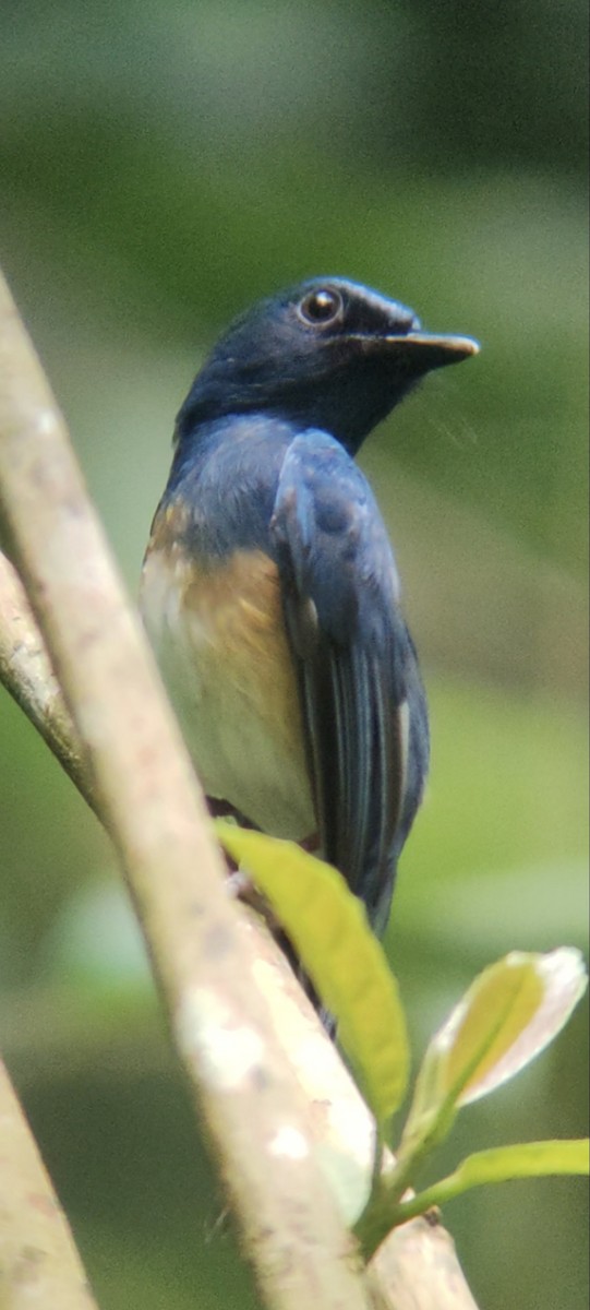 Blue-breasted Blue Flycatcher - ML629539999