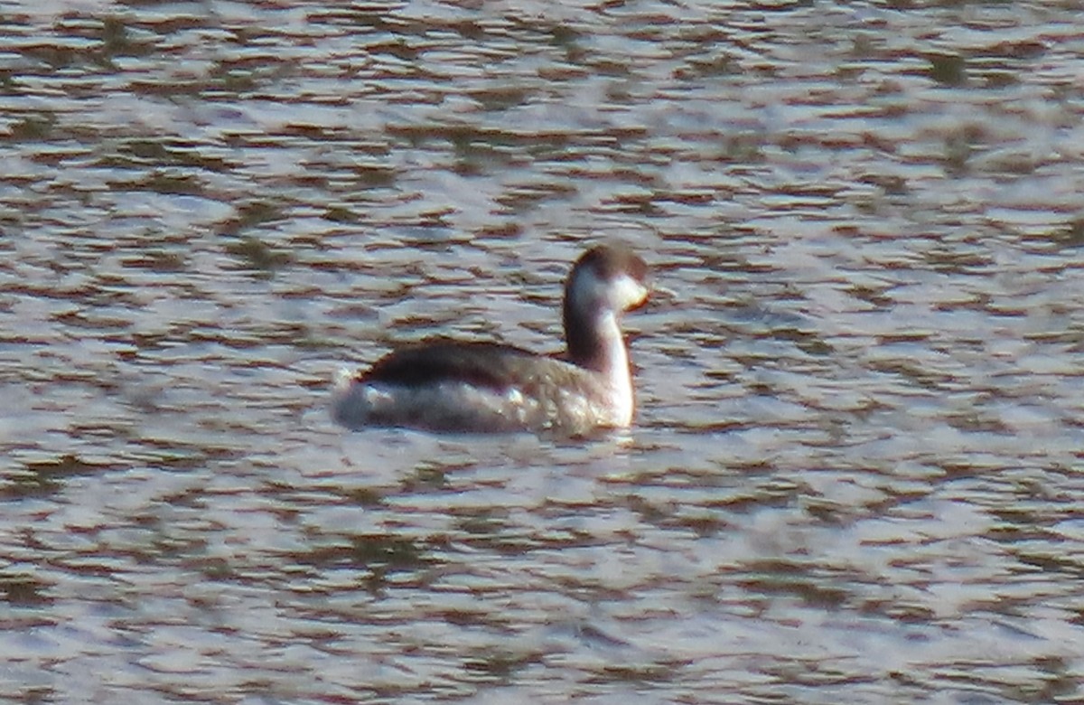 Horned Grebe - ML629540453