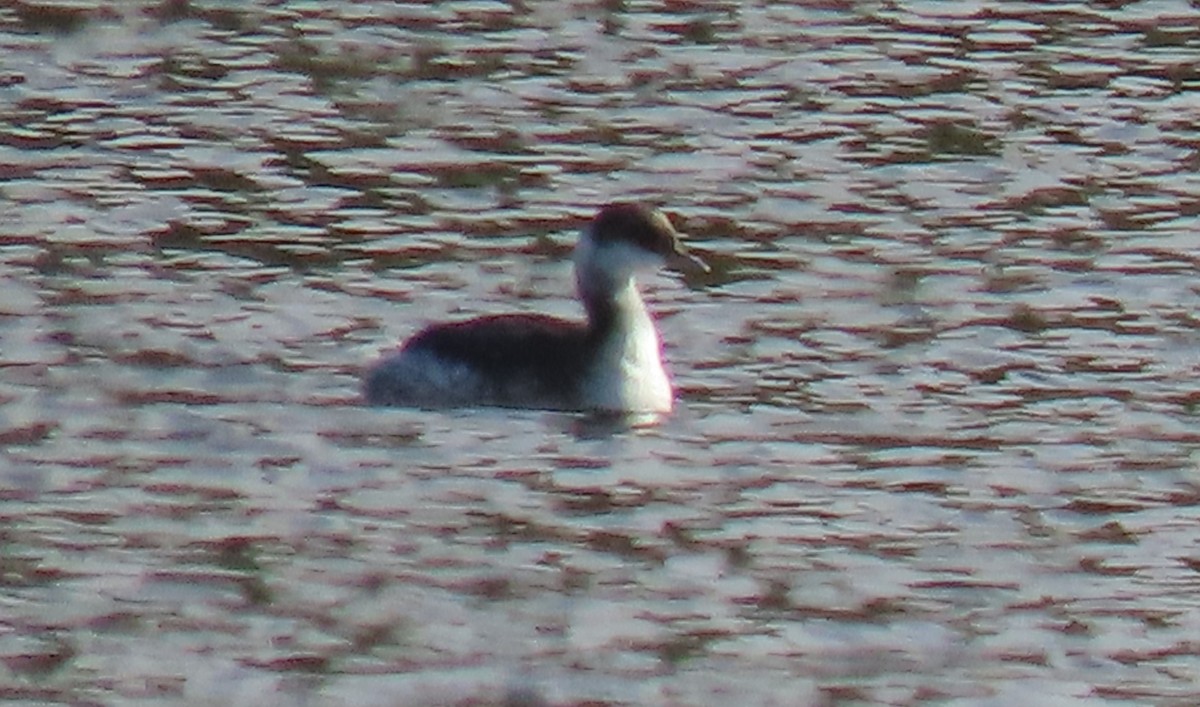 Horned Grebe - ML629540454