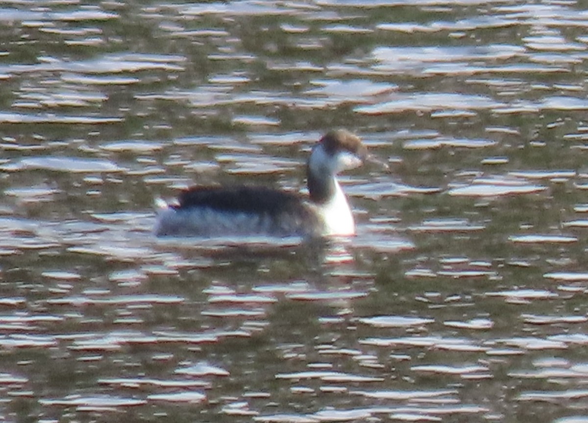 Horned Grebe - ML629540455