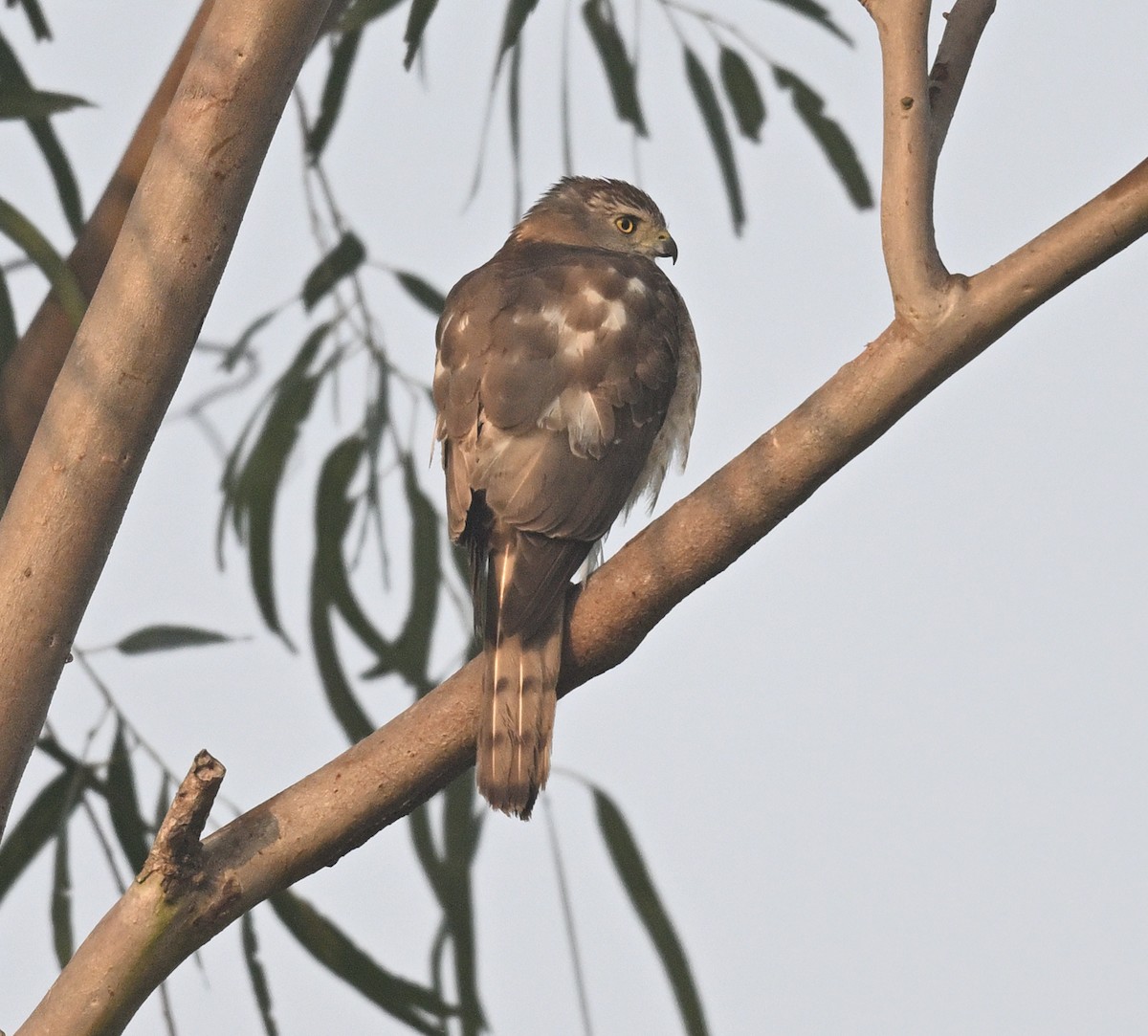 Shikra - ML629540612