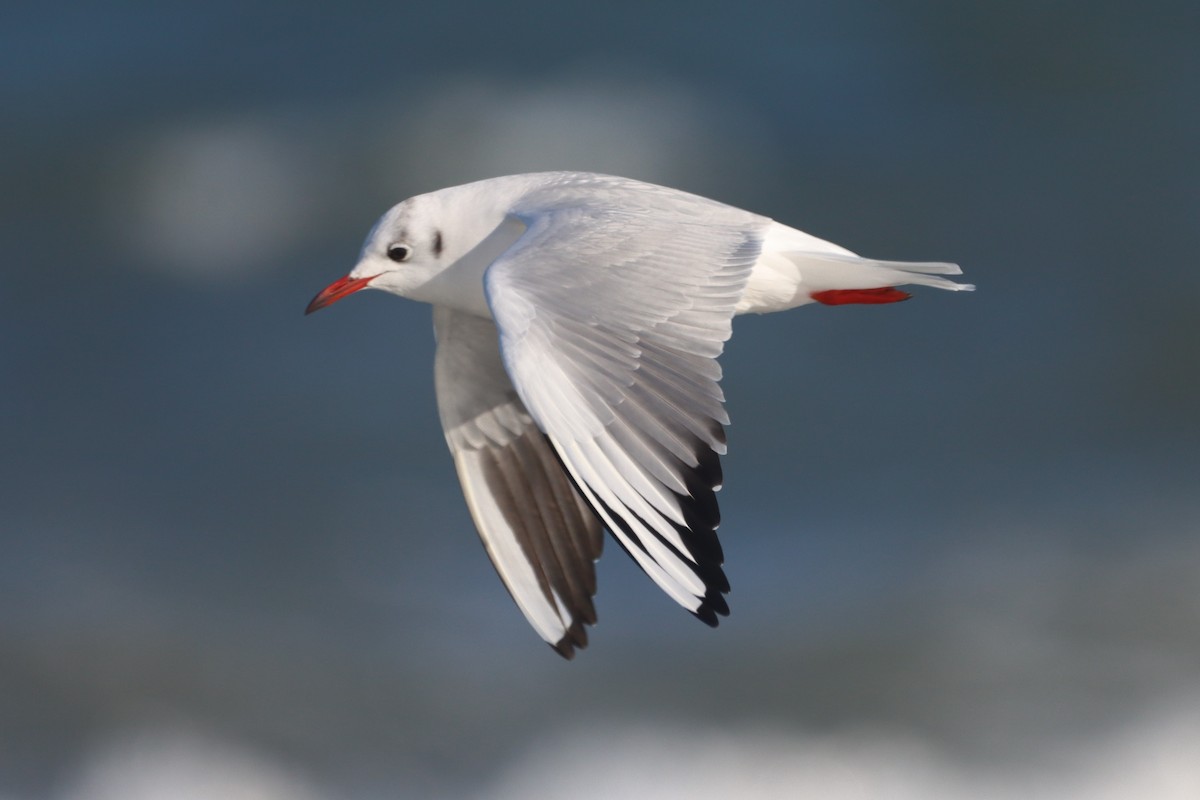 Mouette rieuse - ML629540703