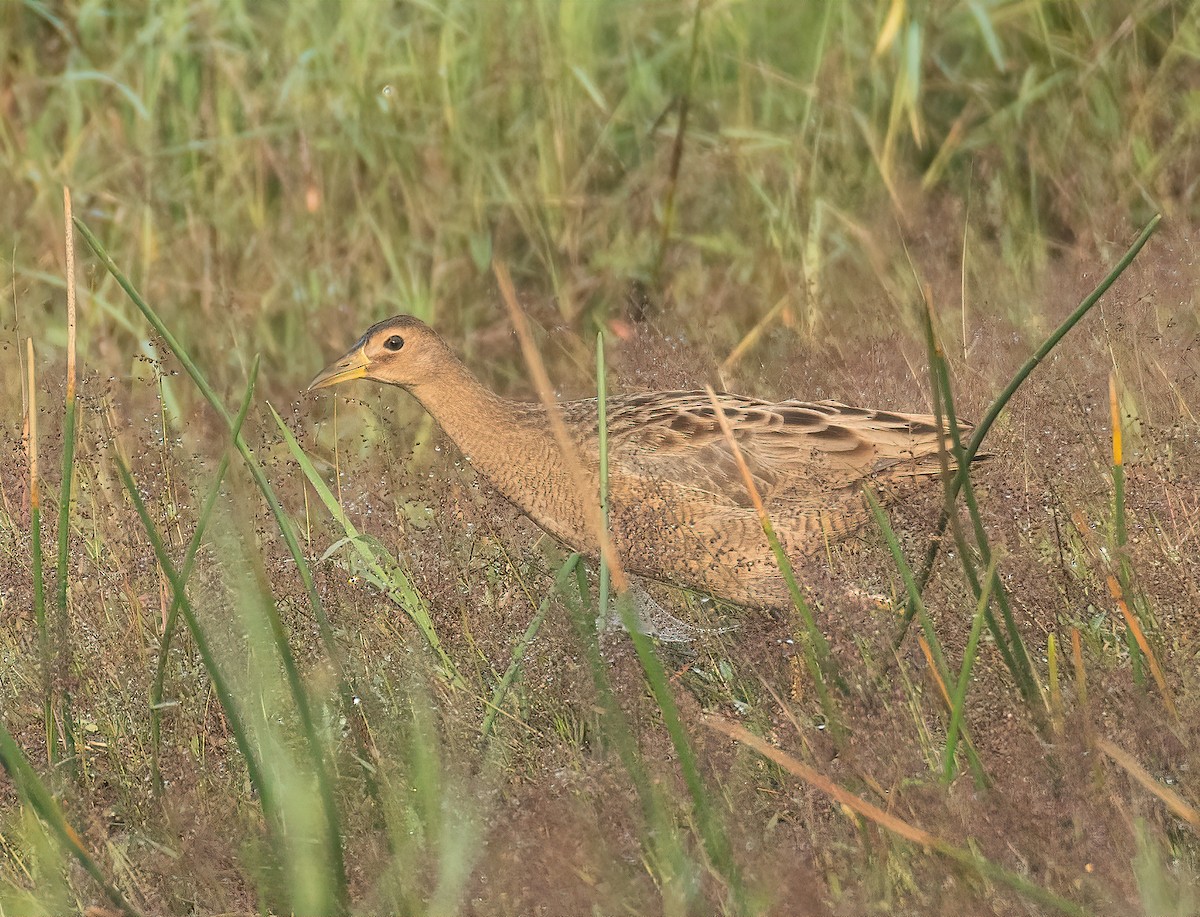 Watercock - ML629540849