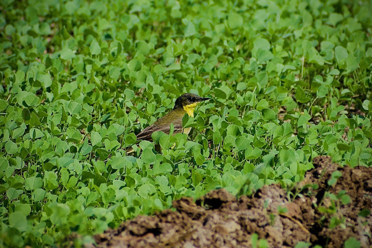Western Yellow Wagtail - Manas Joshi