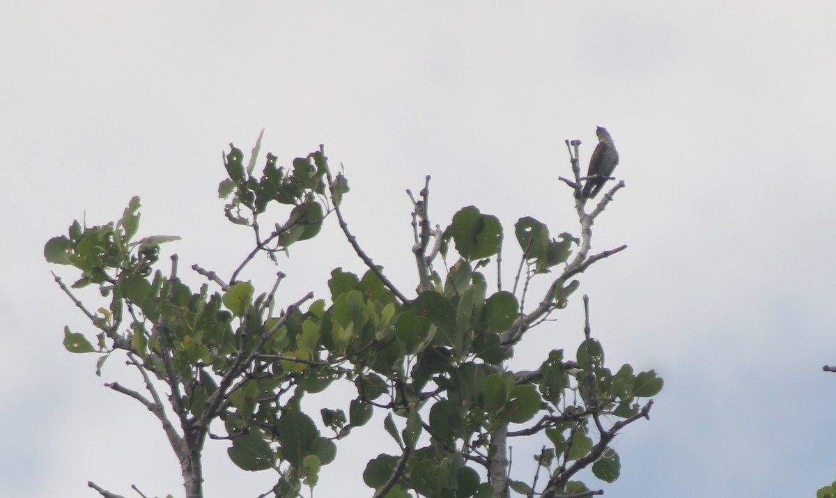 Little Bronze-Cuckoo - ML629541702