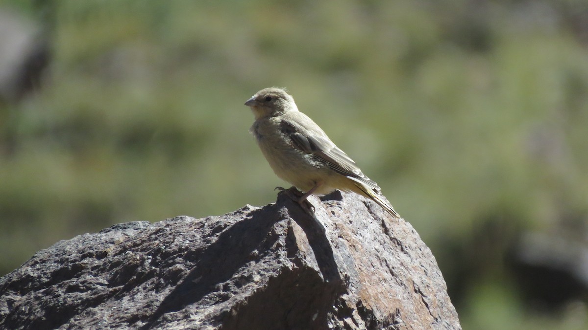 Greater Yellow-Finch - ML629541708