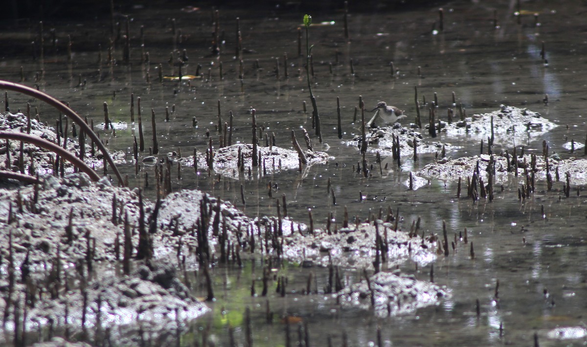 Common Sandpiper - ML629541714