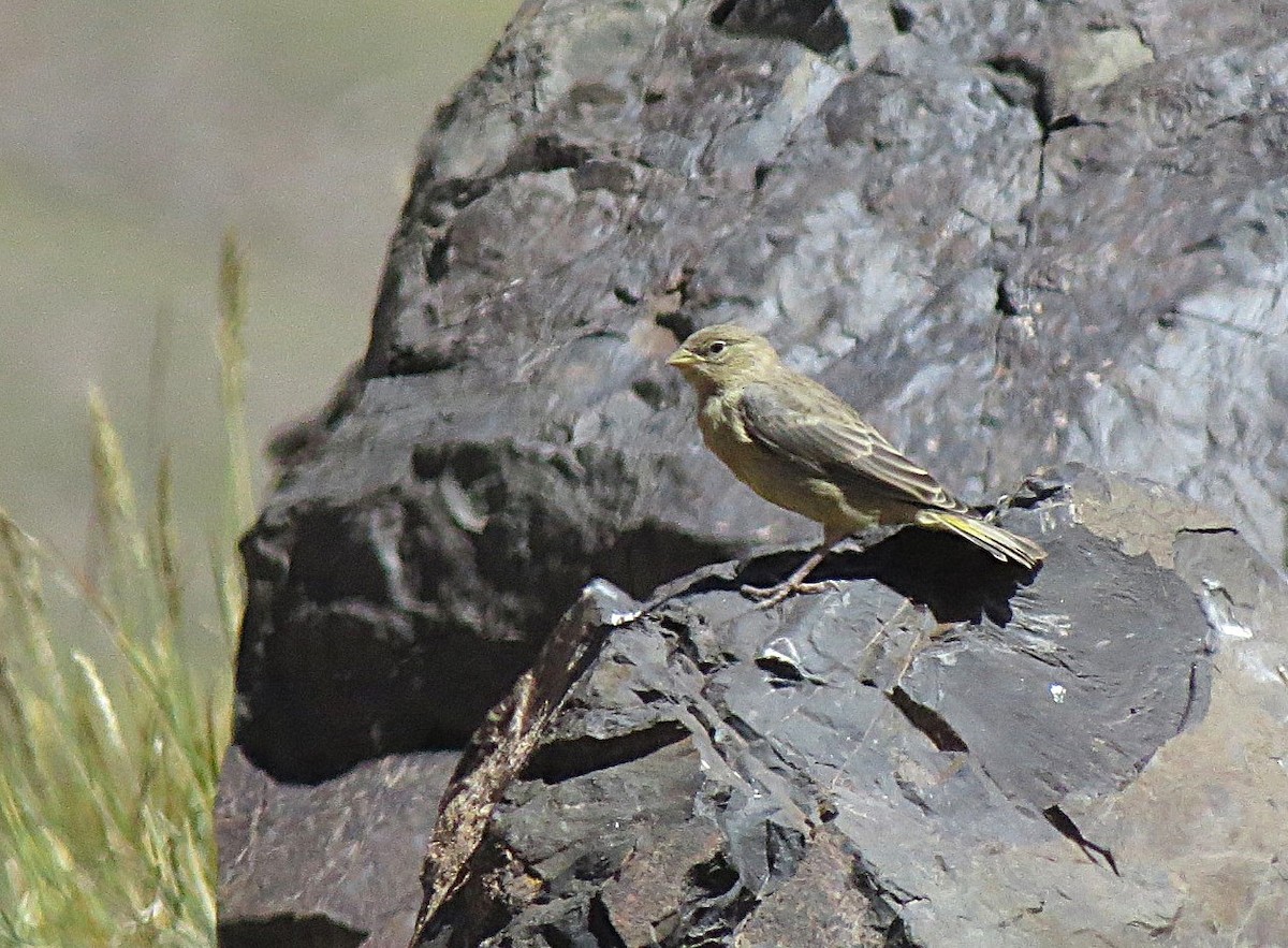 Greater Yellow-Finch - ML629541717