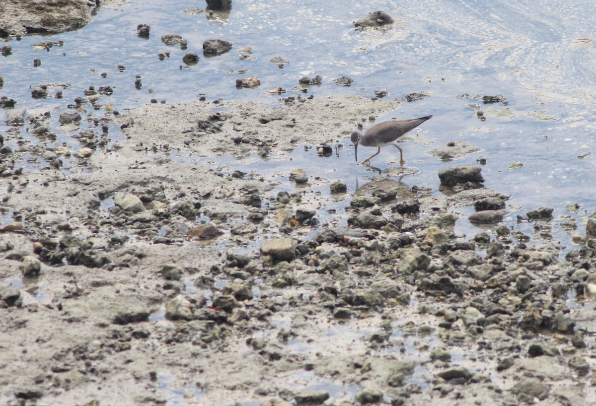 Gray-tailed Tattler - ML629541718