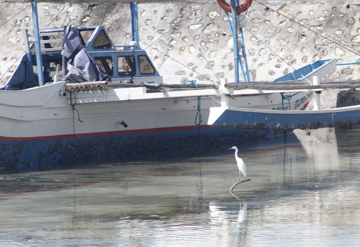 Chinese Egret - ML629541724