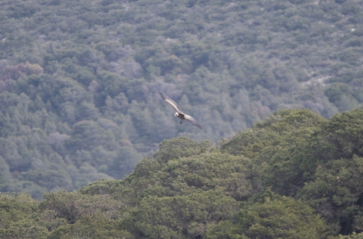 Rüppell's Griffon - ML629541915