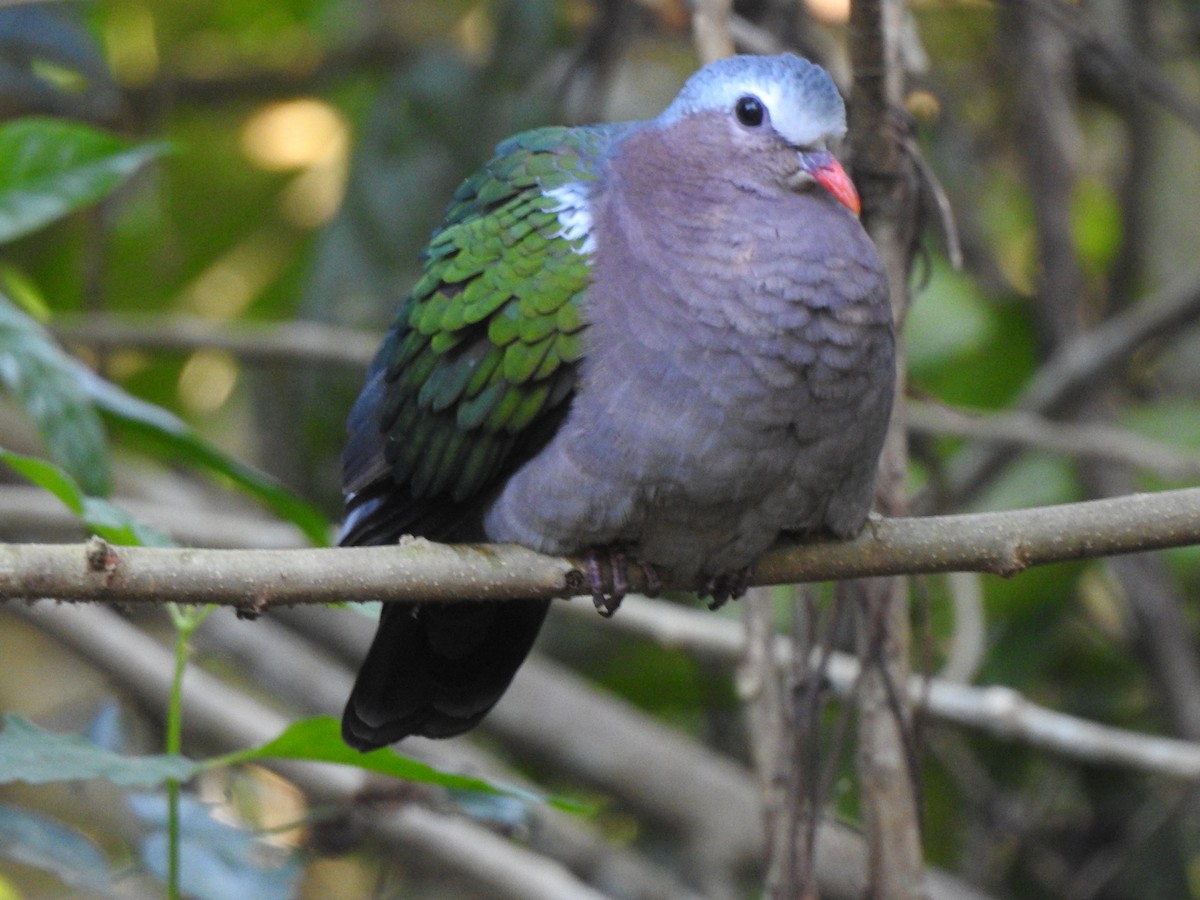 Asian Emerald Dove - ML629541919