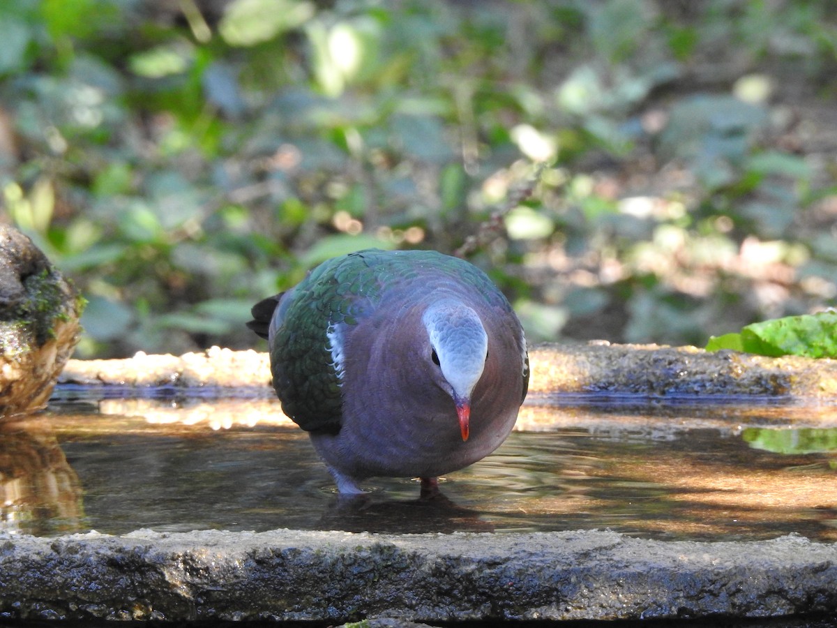 Asian Emerald Dove - ML629541920