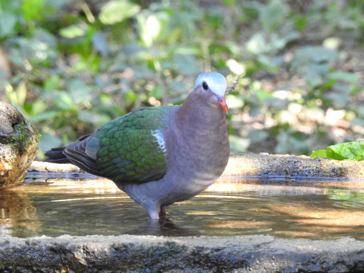Asian Emerald Dove - ML629541921