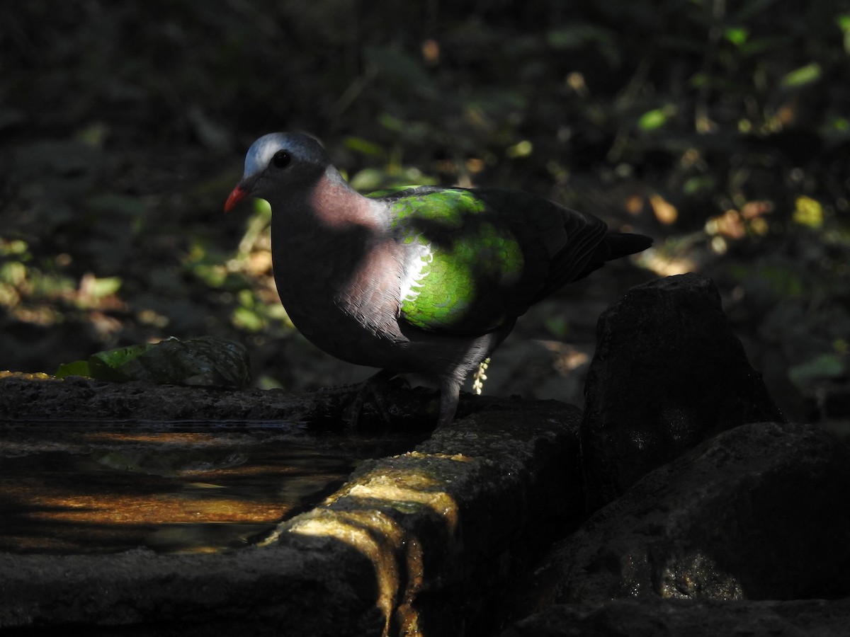 Asian Emerald Dove - ML629541922
