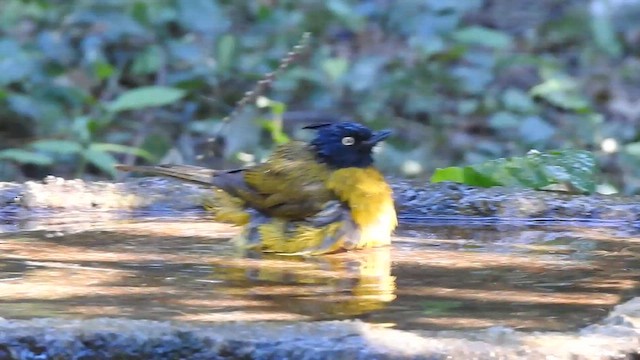 Black-crested Bulbul - ML629541948