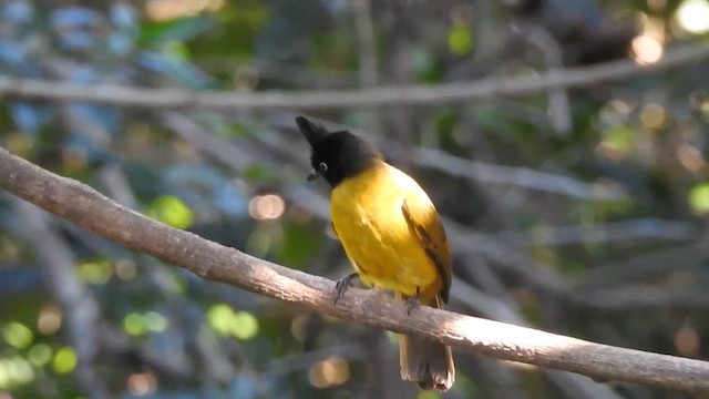 Black-crested Bulbul - ML629541949
