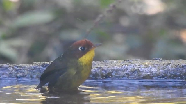 Chestnut-headed Tesia - ML629541964