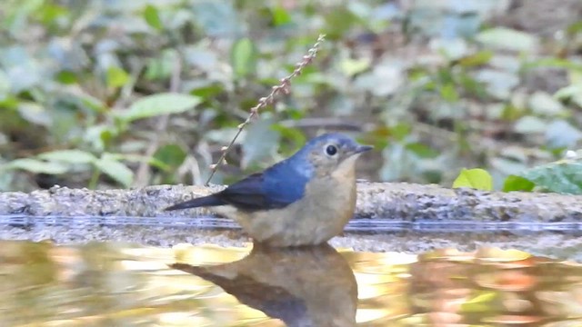 Firethroat - ML629541982