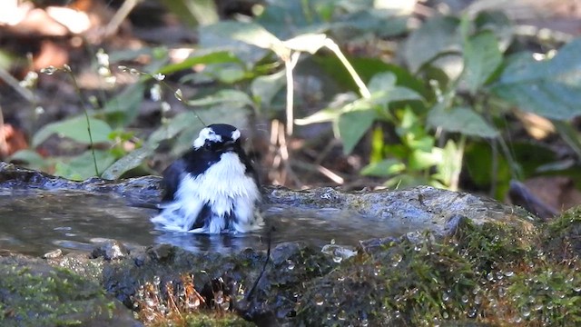 Little Pied Flycatcher - ML629541992