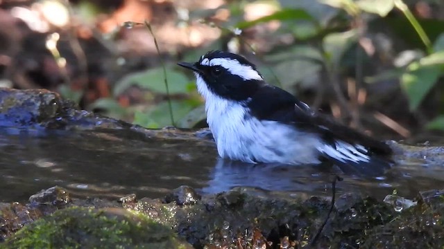Little Pied Flycatcher - ML629541993