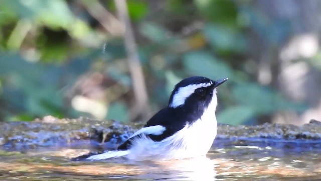 Little Pied Flycatcher - ML629541995