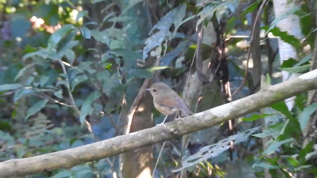 Gobemouche givré - ML629542077