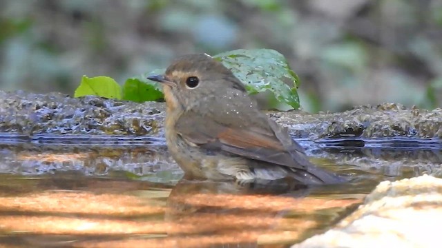 Gobemouche givré - ML629542079