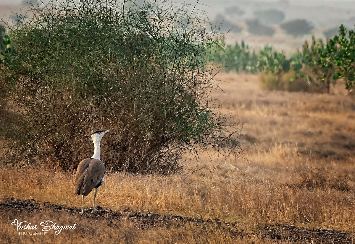 Great Indian Bustard - ML629542092