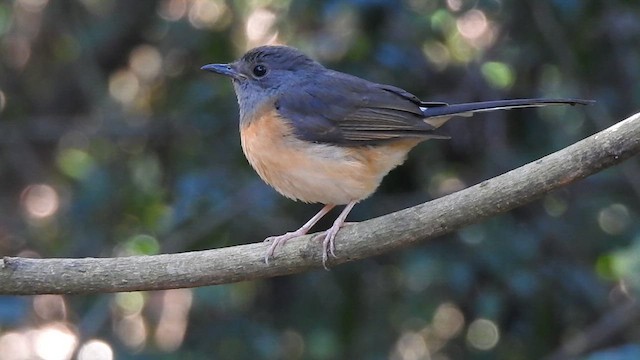 White-rumped Shama - ML629542107