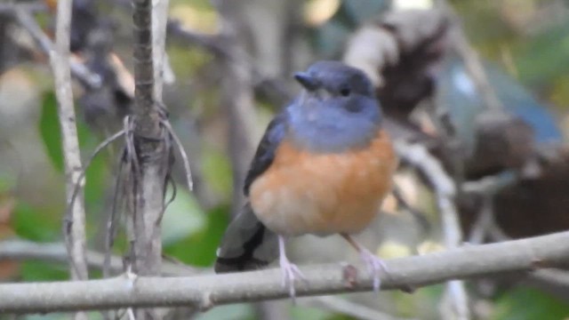White-rumped Shama - ML629542112