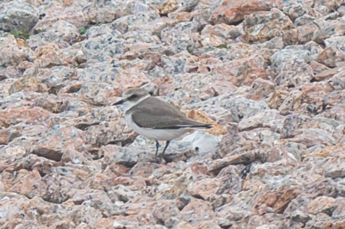 Kentish Plover (Kentish) - ML629542280