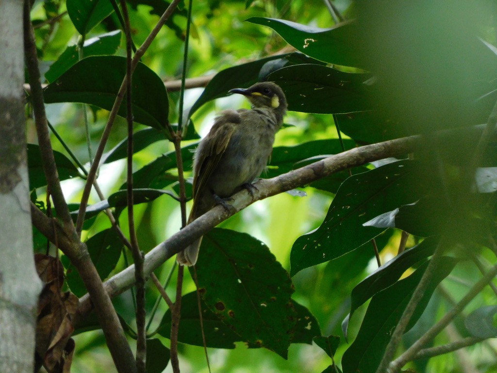 Graceful Honeyeater - ML629542661