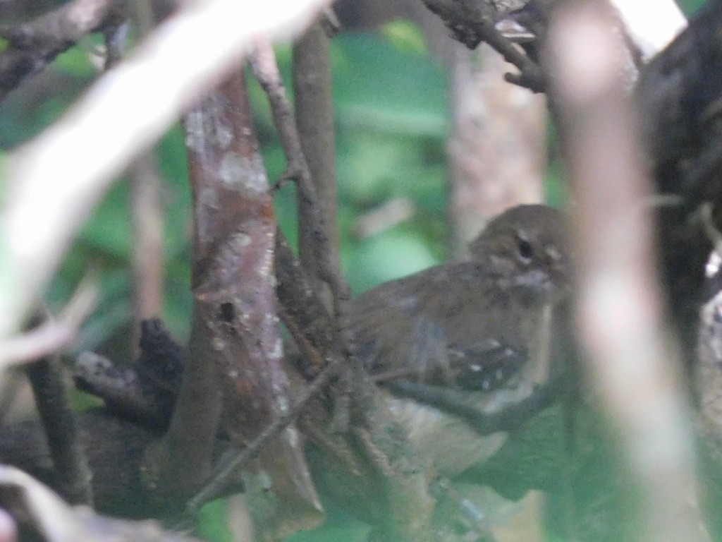 Tropical Scrubwren - ML629542744