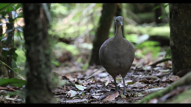 Solitary Tinamou - ML629542745