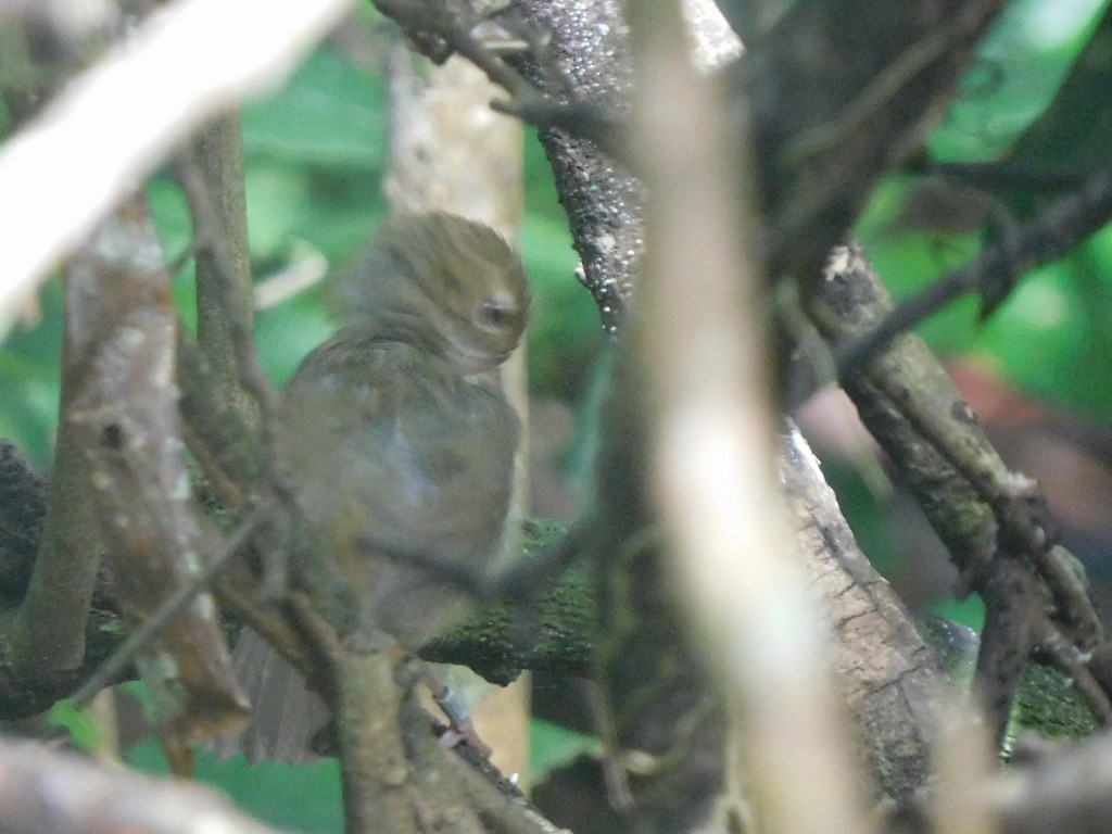 Tropical Scrubwren - ML629542748