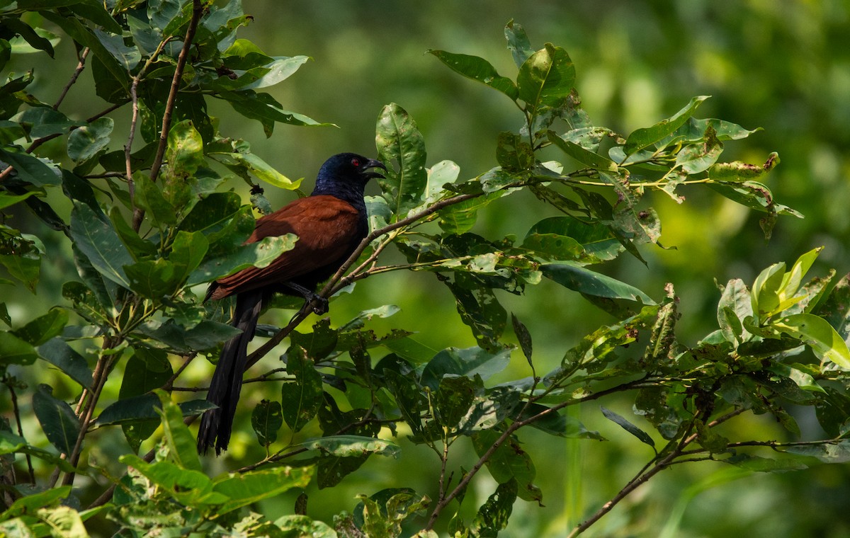 Greater Coucal - ML629543113