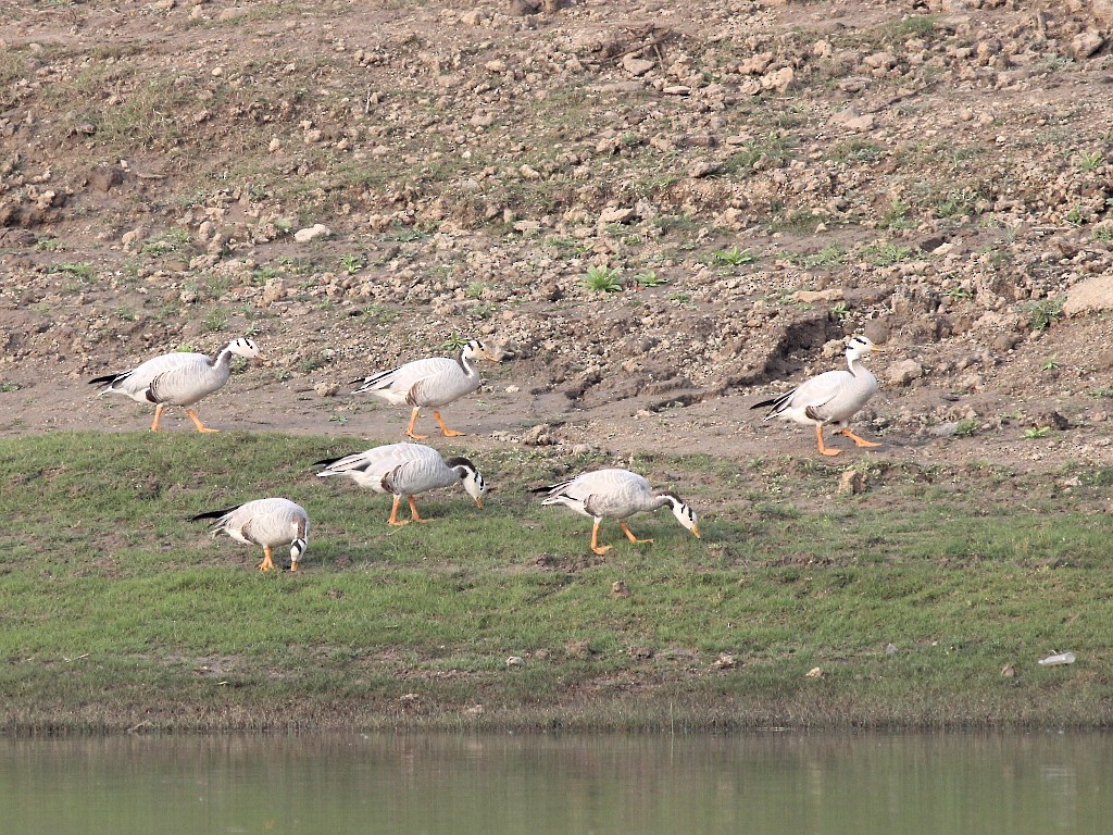 Хээрийн галуу - ML629543277