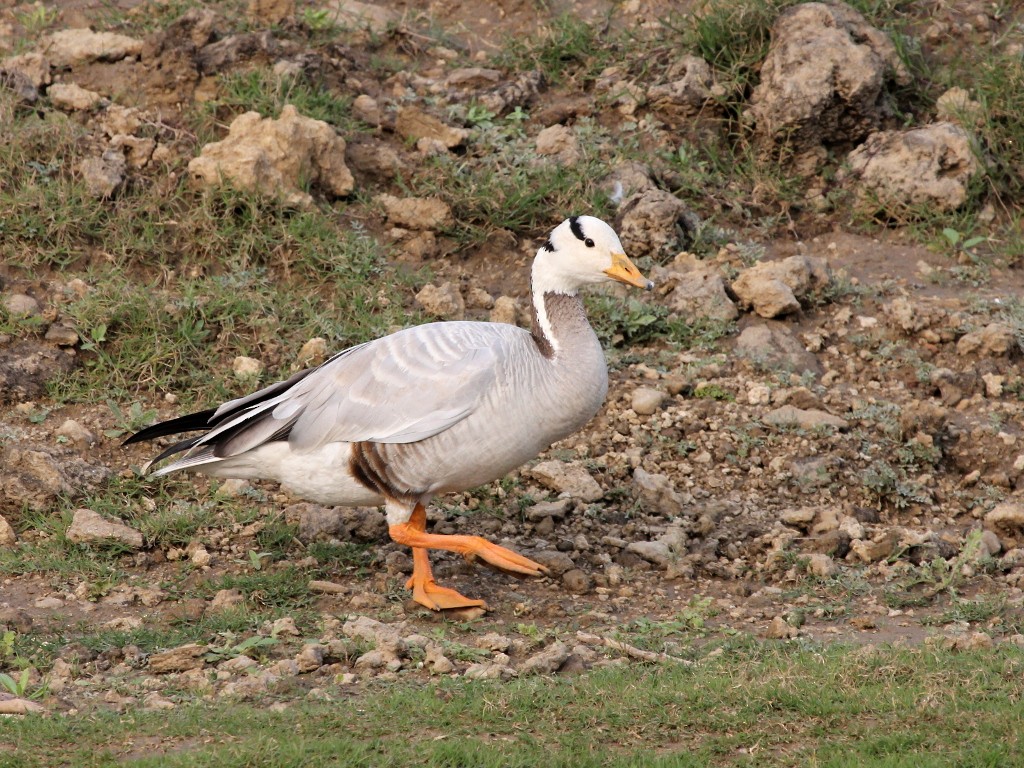 Хээрийн галуу - ML629543287