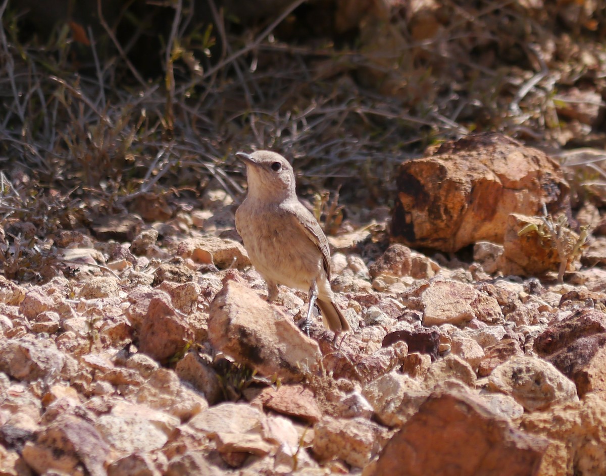 Brown-tailed Chat - ML629543419