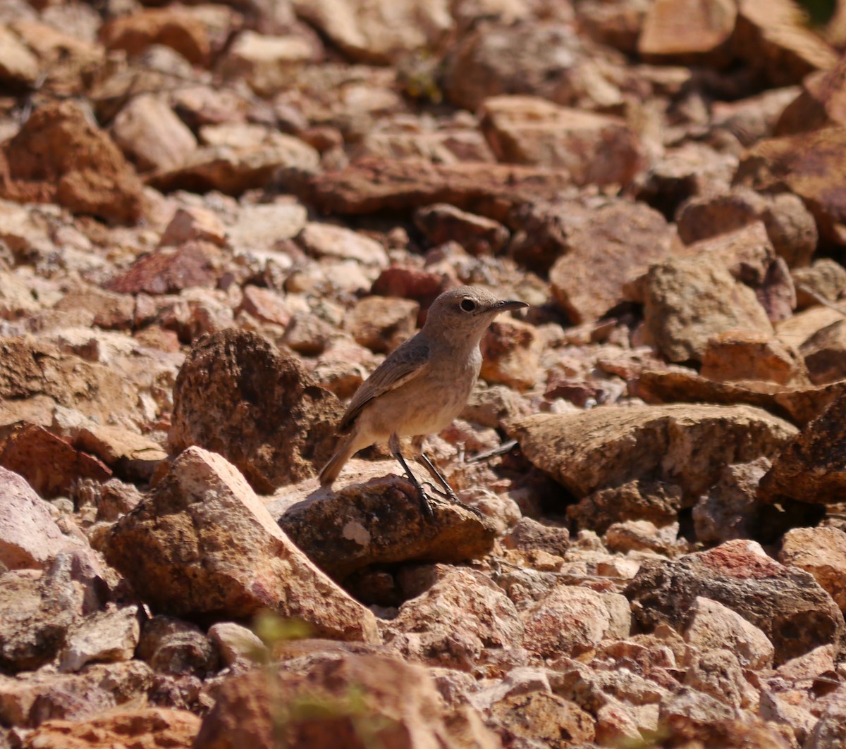 Brown-tailed Chat - ML629543420