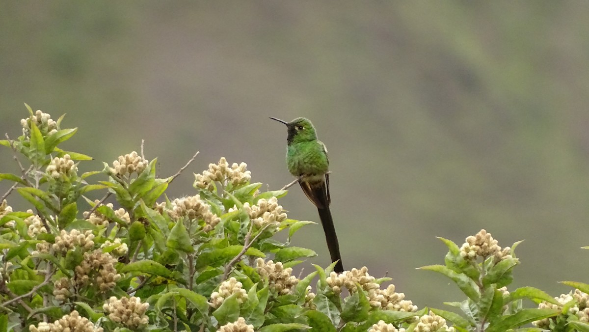 Red-tailed Comet - ML629543448