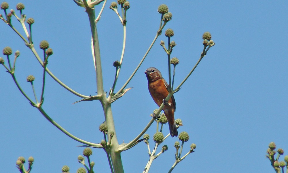 Rufous-rumped Seedeater - ML629543625
