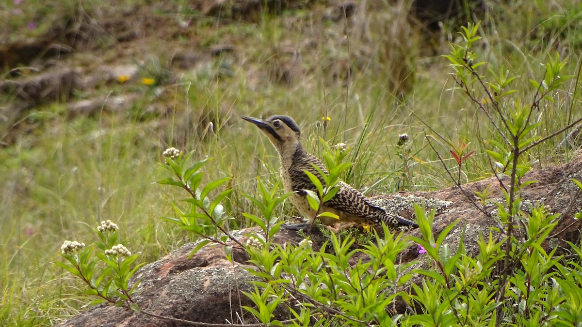 Andean Flicker - ML629543649