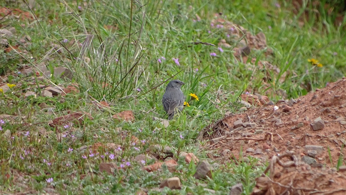 Plumbeous Sierra Finch - ML629543668