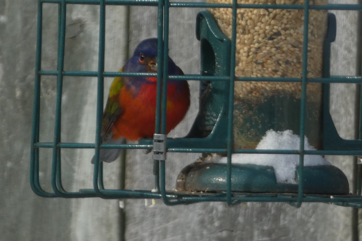 Painted Bunting - ML629543846