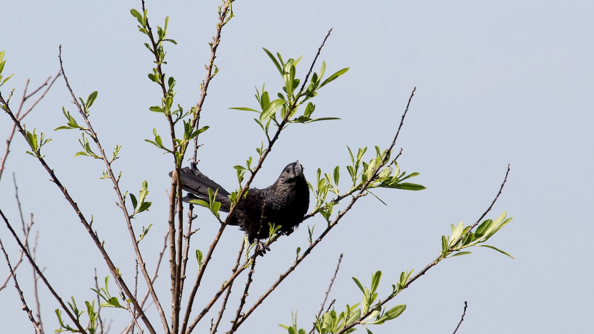 Smooth-billed Ani - ML629543900