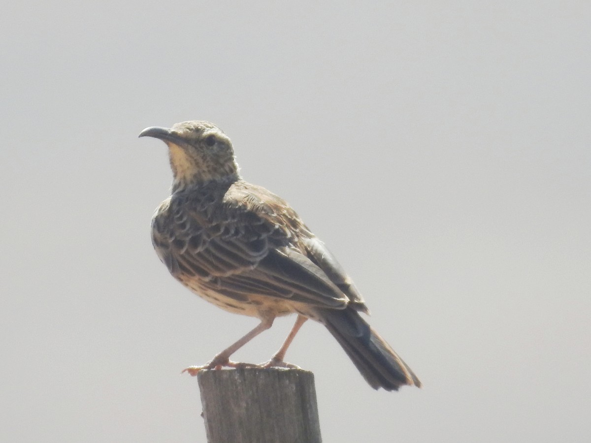 Cape Long-billed Lark (Cape) - ML629543910