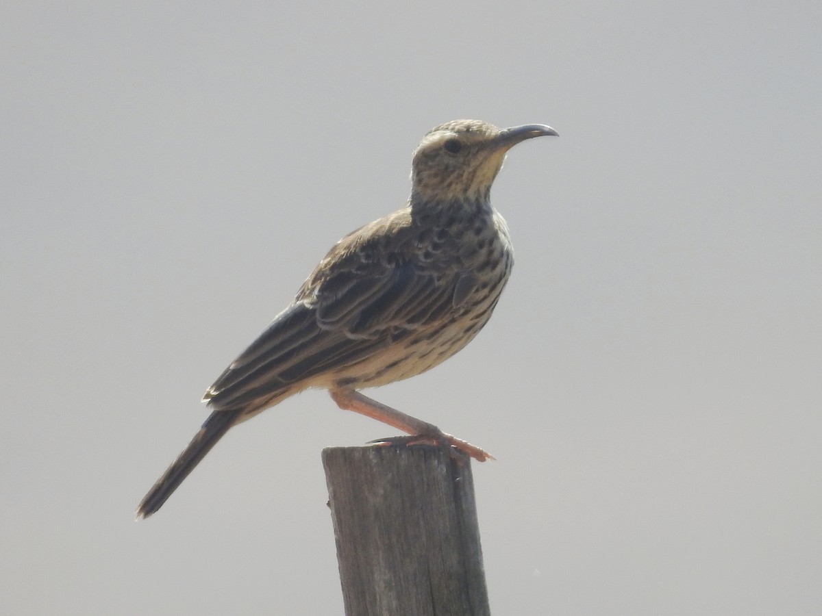 Cape Long-billed Lark (Cape) - ML629543912